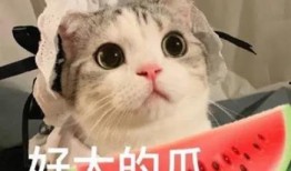 网红吃瓜像猩猩的是谁啊,揭秘“像猩猩”的吃瓜达人