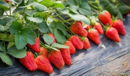 草莓尖尖爆料视频,揭秘幕后故事